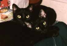 cats